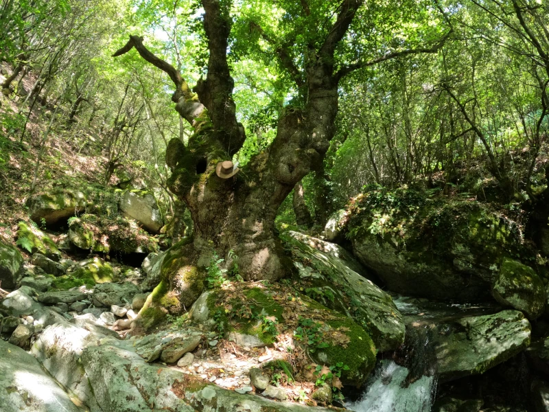 Wanderweg im Pangaion-Gebirge